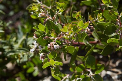 Arctostaphylos manzanita, photographed by Ken-ichi Ueda