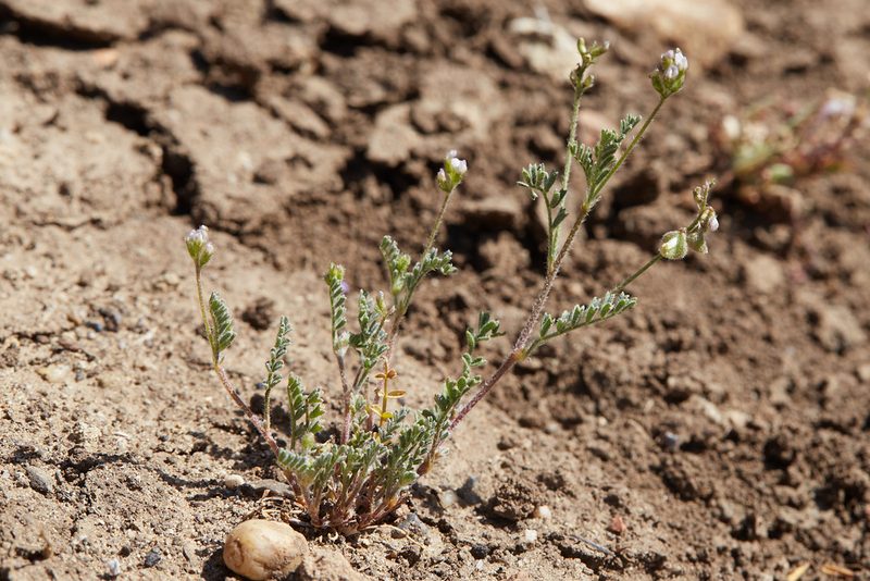 Astragalus gambelianus, photographed by Ken-ichi Ueda