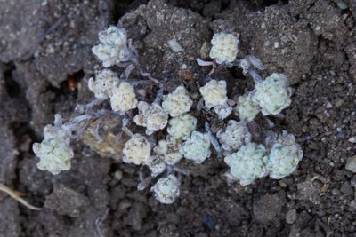 Psilocarphus tenellus, photographed by Ken-ichi Ueda