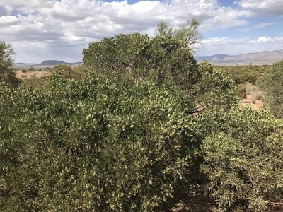 Dermatophyllum arizonicum, photographed by CK2AZ