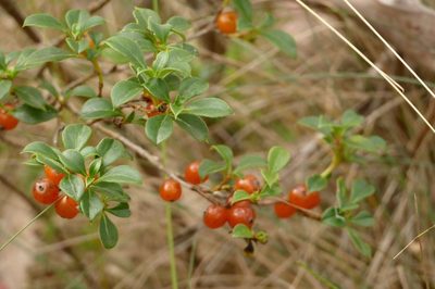 Coprosma hirtella, photographed by coenobita
