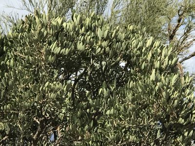 Dermatophyllum arizonicum, photographed by CK2AZ