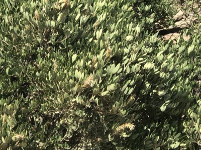 Dermatophyllum arizonicum, photographed by CK2AZ