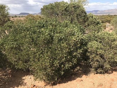 Dermatophyllum arizonicum, photographed by CK2AZ