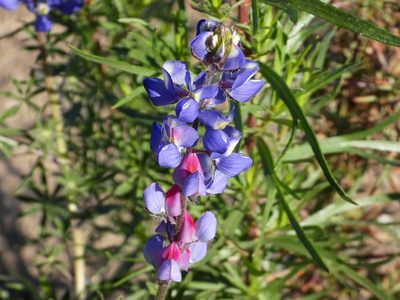 Lupinus sparsiflorus, photographed by James M. Maley