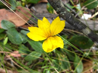 Goodenia lanata, photographed by Kiri Bee