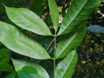Goniocheton arborescens, photographed by Steve Fitzgerald