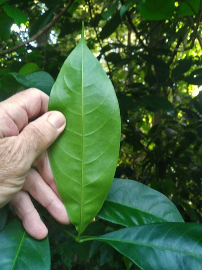 Goniocheton arborescens, photographed by Steve Fitzgerald