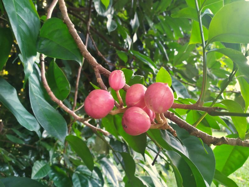 Goniocheton arborescens, photographed by Steve Fitzgerald