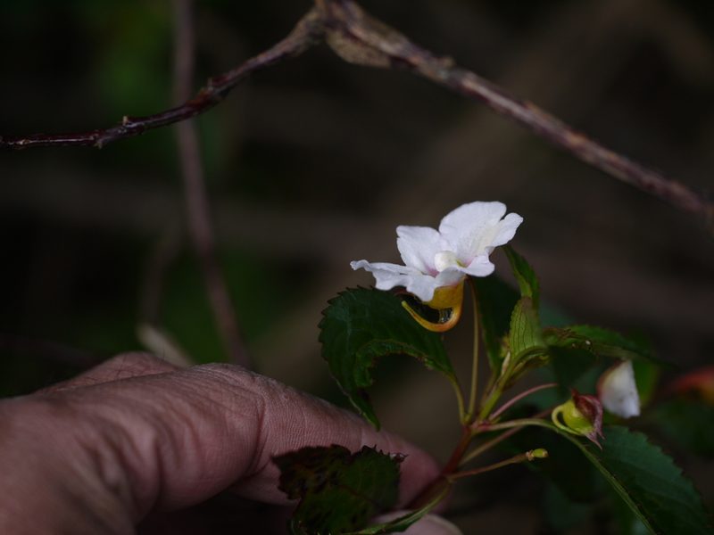 Impatiens leschenaultii, photographed by Dinesh Valke