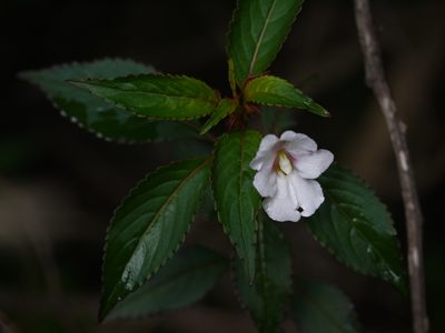 Impatiens leschenaultii, photographed by Dinesh Valke