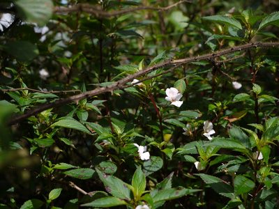 Impatiens leschenaultii, photographed by Dinesh Valke