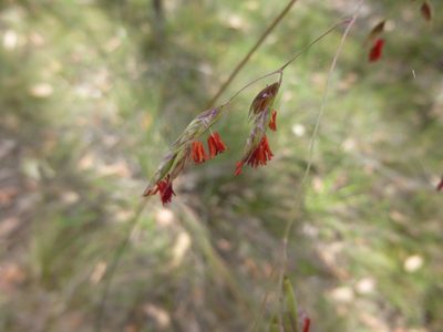 Rytidosperma pallidum, photographed by Kiri Bee