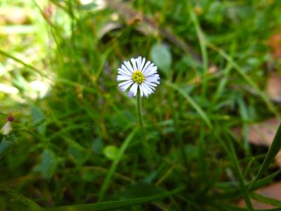 Lagenophora stipitata, photographed by Kiri Bee