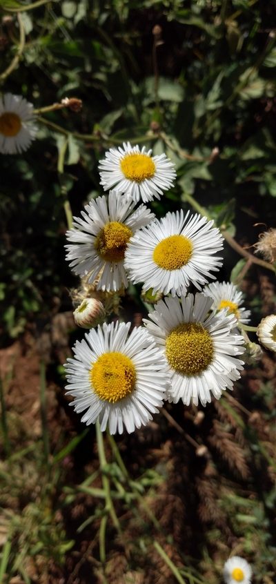 Leptostelma maximum, photographed by Edson Luis Fabro Gasperin