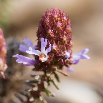 Coris monspeliensis, photographed by Tim Johnson