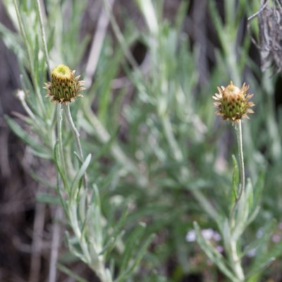 Phagnalon saxatile, photographed by Tim Johnson