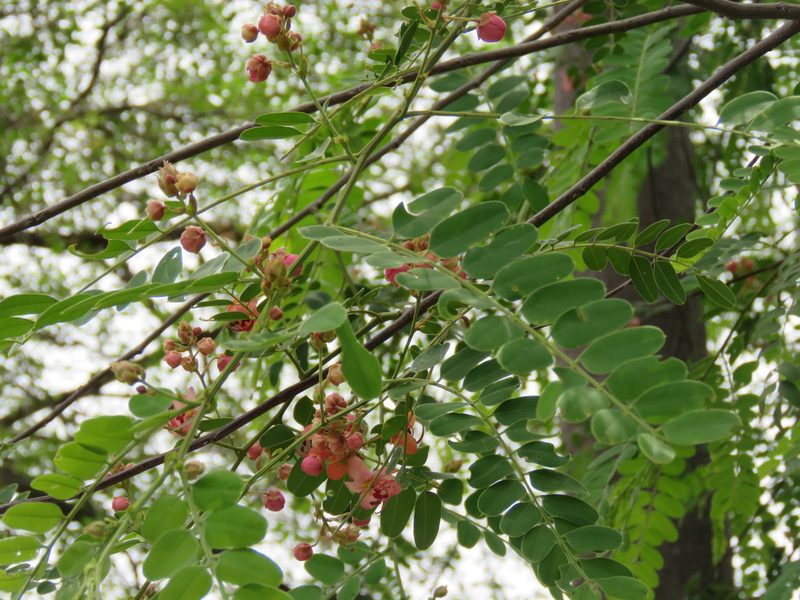 Cassia roxburghii, photographed by Meghaa