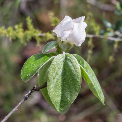 Cydonia oblonga, photographed by Tim Johnson