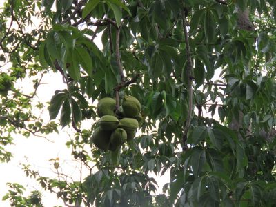 Sterculia foetida, photographed by Meghaa