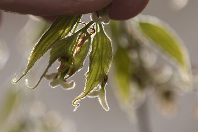 Celtis australis, photographed by Tim Johnson