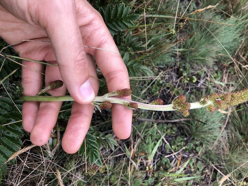 Acaena cylindristachya, photographed by Skjold Søndergaard