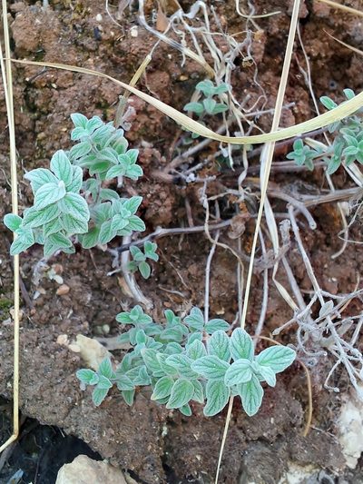 Origanum syriacum, photographed by Nasser Halaweh
