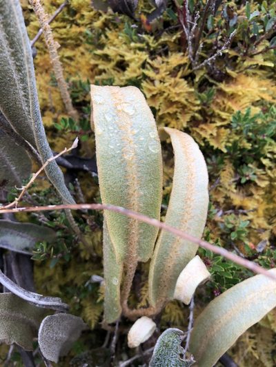 Elaphoglossum engelii, photographed by Skjold Søndergaard