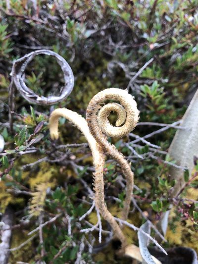 Elaphoglossum engelii, photographed by Skjold Søndergaard