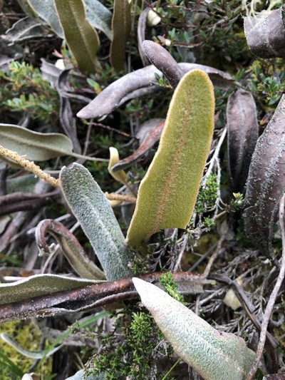 Elaphoglossum engelii, photographed by Skjold Søndergaard