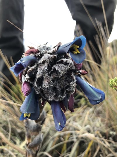 Puya lineata, photographed by Skjold Søndergaard