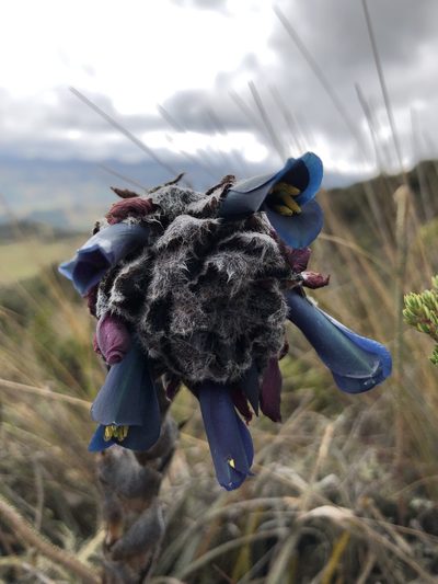 Puya lineata, photographed by Skjold Søndergaard