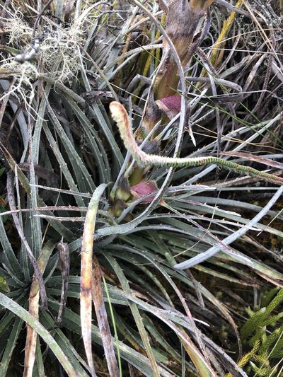Puya lineata, photographed by Skjold Søndergaard