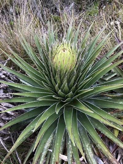 Puya trianae, photographed by Skjold Søndergaard