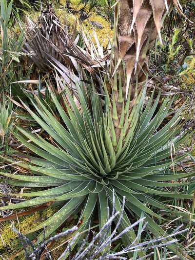 Puya trianae, photographed by Skjold Søndergaard