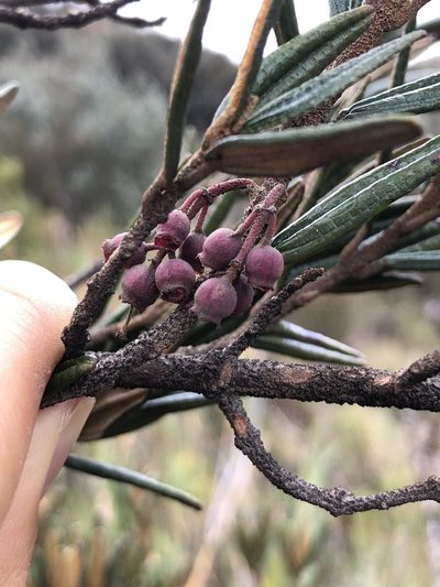 Miconia salicifolia, photographed by Skjold Søndergaard