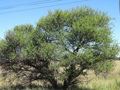 Vachellia karroo, photographed by Shaun Swanepoel