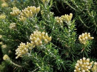 Ozothamnus turbinatus, photographed by Lisa D.
