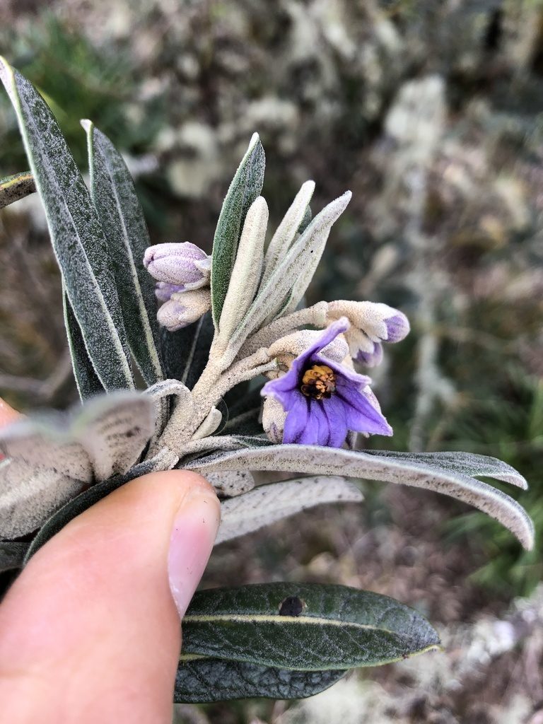Solanum stenophyllum, photographed by Skjold Søndergaard