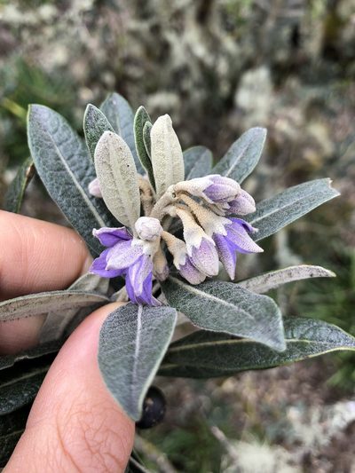 Solanum stenophyllum, photographed by Skjold Søndergaard