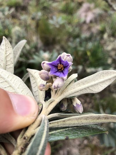 Solanum stenophyllum, photographed by Skjold Søndergaard