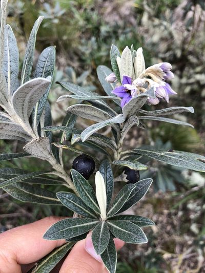 Solanum stenophyllum, photographed by Skjold Søndergaard