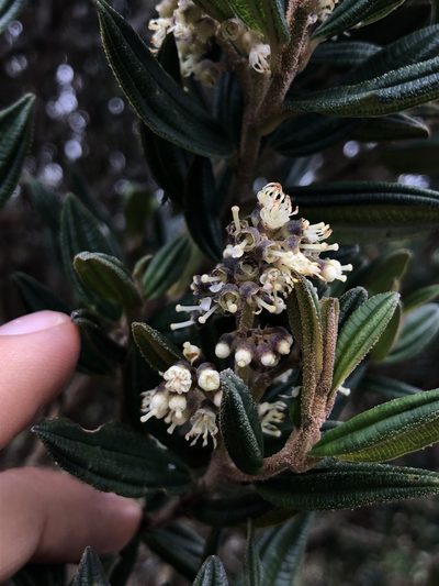 Miconia elaeoides, photographed by Skjold Søndergaard