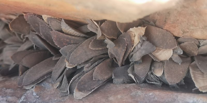 Gasteria pillansii, photographed by leandra-k_89