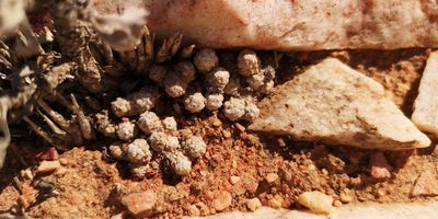 Anacampseros crinita, photographed by leandra-k_89
