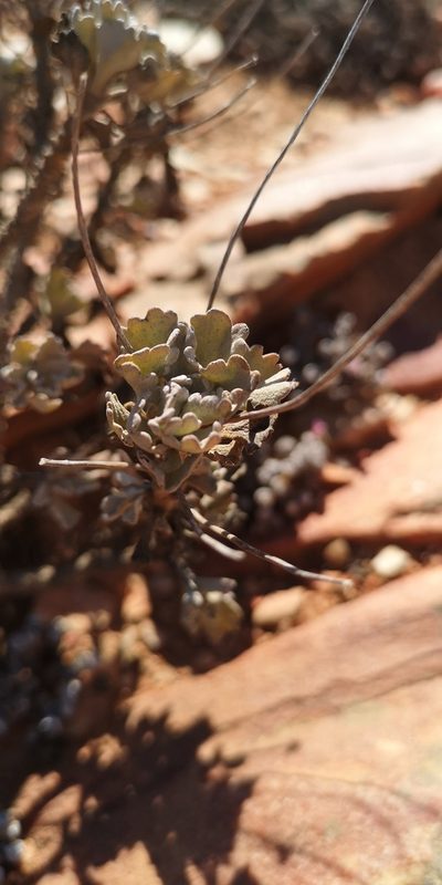 Euryops dregeanus, photographed by leandra-k_89