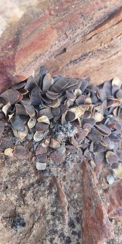 Gasteria pillansii, photographed by leandra-k_89