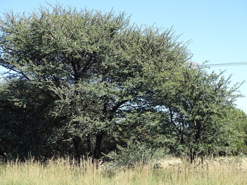 Vachellia erioloba, photographed by Shaun Swanepoel