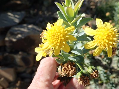 Euryops lateriflorus, photographed by Peter Warren