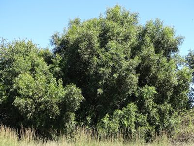 Searsia lancea, photographed by Shaun Swanepoel